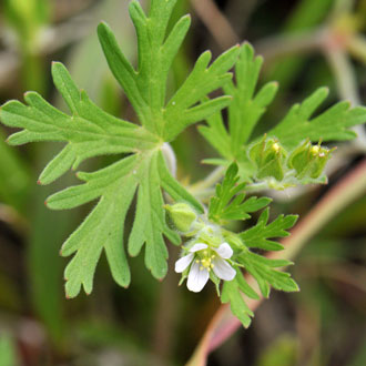 Palmate leaf; Carolina Geranium Carolina Geranium